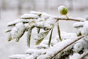 Δήμος Μετεώρων: Αίτηση ενίσχυσης για καλλιέργειες ελιάς που έχουν υποστεί ζημιά από παγετό